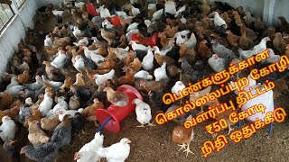 ₹ 50 கோடி மதிப்பிலான புறக்கடை கோழி வளர்ப்பு திட்டம்