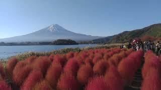 20221103 山梨県富士河口湖町「大石公園」掃帚草與富士山絶景