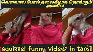 Squirrel funny video in tamil/வௌவால் போல் தலைகீழாக தொங்கும் அணில்