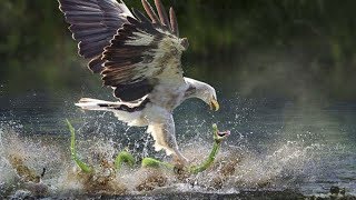 Little Egret Try To Escape From Rattlesnake On The Water Snake Hunting Fail