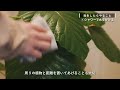 【観葉植物】ハダニが発生しました…。