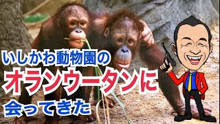 いしかわ動物園のオランウータンに会ってきた