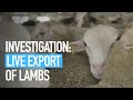 Investigation: Live Export of Lambs | Animal Equality