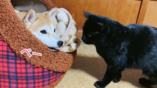 猫のお願いを無視しようとしたけど結局猫に甘い柴犬 Let me in