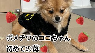 【初めてシリーズ】ポメチワのココちゃん 初めての苺🍓