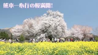 南阿蘇一心行の桜満開! 2017 NHKあさイチ効果は? Minamiaso  Issingyou cherry