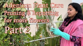 Simi’s Passions - Gardening - Adenium (Desert Rose ) Pruning \u0026 Repotting for more flowers - Part 2