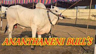 Ananthaneni Srikavya Srimadhu gari 4teeth bull's in Rentachinthala