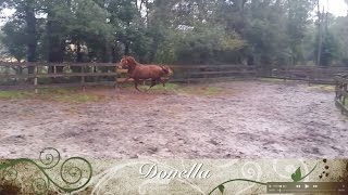 Donella playing in her paddock