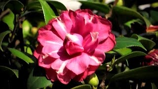 2016陽明山花季-花卉試驗中心-茶花展 Camellia