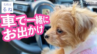 【チワプー】【車】【ポルシェ】【犬と一緒】犬と一緒に車でお出かけするときに必要なもの