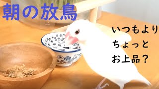 【文鳥２才３か月⑩】粟穂をいつもよりお上品に食べさせてみたところハプニングが…それでもめげない３代目文鳥ピーちゃん Java sparrow