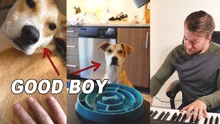 I Pet My Dog And Make A Beat With It