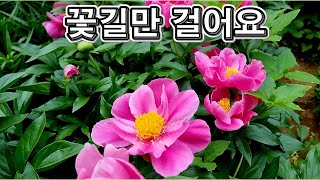 랜선힐링, 꽃길만 걸어요 두뇌힐링 5분 \