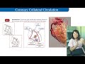 012 blood supply of the heart