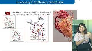 012 Blood Supply of the Heart