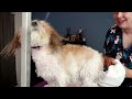 grooming a very happy dog ~ grooming a bichon mix ~