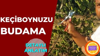 Keçiboynuzu Nasıl Budanır ?