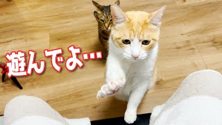 仕事中の飼い主にどうしても構って欲しい猫達が可愛すぎた…