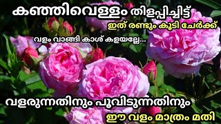 വളം വാങ്ങി ഇനി കാശ് കളയല്ലേ തിളച്ച കഞ്ഞിവെള്ളത്തിൽ ഇത് ചേർക്ക്Fast growing\u0026Fast flowering fertilizer