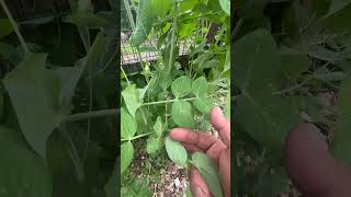 Double the yield of your peas 🫛 and enjoy the shoots