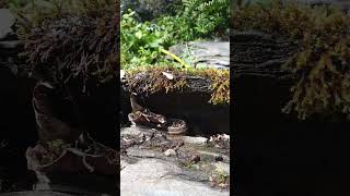 A snake wearing a leaf hat