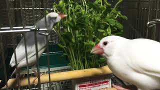 白文鳥まるこ『豆苗食べたい！』