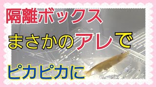 【#3】サテライトボックスの底面掃除に最適な物を発見しました! アクアリウム超初心者節約水槽#アクアリウム#イエローシュリンプ#稚えび#稚エビ#赤ちゃん#チェリーシュリンプ#節約#水槽#初心者