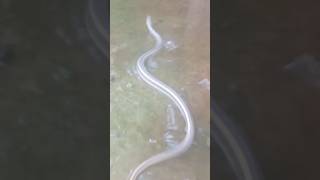 পৃথিবীর সবচেয়ে ভয়ানক একটি সাপ #snake #anaconda #shortsvideo