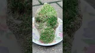 Growing a chia skull, DAY 11 #howtowithjessie