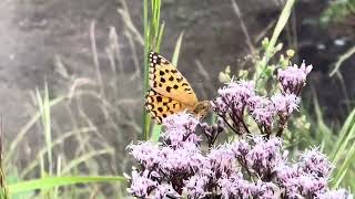 フジバカマの花で吸蜜するウラギンヒョウモン 20240929 #Butterfly