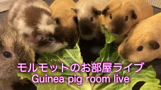 🔴(2025.2.6深夜〜2.7朝)モルモット部屋ライブ Guinea pig room Live