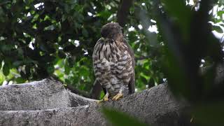 20200811 體育公園鳳頭蒼鷹 - 母鳳頭盯獵物