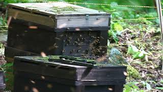 岩手の野鳥　蜂箱を壊しミツバチを食べるハチクマ