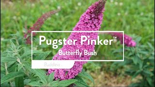 30 seconds with Pugster Pinker™