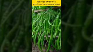 মরিচ গাছে বাম্পার ফলন হবে/ এই সার একবার ব্যবহার করলে #chill  #plants #garden #gardening #shorts