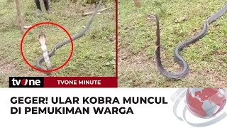 Ular kobra Sepanjang Dua Meter Masuk Pemukiman Warga di Gorontalo | tvOne Minute