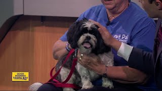 Pet of the week: Max is a gentle 7-year-old Shih Tzu wanting a lap to sit on