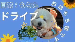 【ビションとお散歩】もち丸とドライブ！パーキングエリアでもお散歩どん！【成長を見るでござる：第26話】