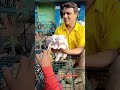 pet market kolkata 😍 lowest price puppy dog gallif street dogs shorts viral dog dogs doglover