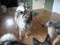 monty the elkhound tells a story