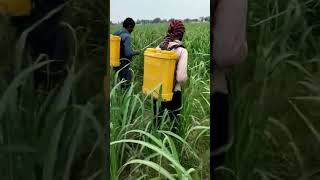 Coragen Drenching #sugarcanefarming #agriculture