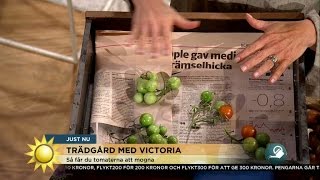 Så lyckas du med tomaterna - Nyhetsmorgon (TV4)