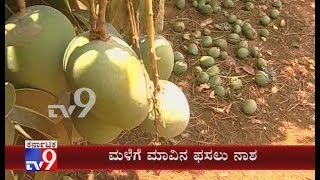 Heavy Rain, Hailstorms Destroy Mango Crops in Kolar