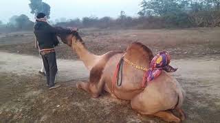 आज की ऊंट दौड़ प्रेक्टिस #camel #horseracing #race #camelrace #ऊंट