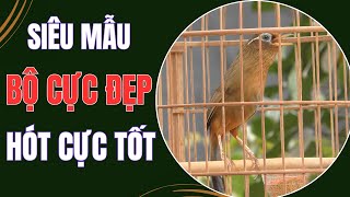 HM 5295 - Chim họa mi dáng siêu mẫu, bộ cực đẹp, hót tốt (giá 4tr5) | Hoạt Họa Mi