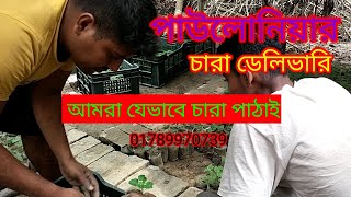 পাউলোনিয়ার চারা | পাউলোনিয়ার চারা আমরা যেভাবে পাঠাই | দামি গাছ |paulownia tree