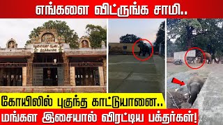 எங்களை விட்ருங்க சாமி.. கோயிலில் புகுந்த காட்டுயானை! மங்கள இசையால் விரட்டிய பக்தர்கள்! Velliangiri