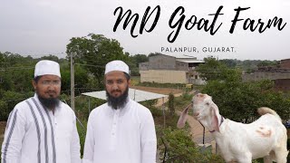 MD Goat Farm| Palanpur | Quality kid | Patira | Sojat | Quality Farm