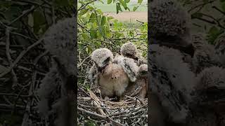 Baby black winged kite bird eating meat (P 2) #shorts #ytshortsvideo #trendingshorts #short